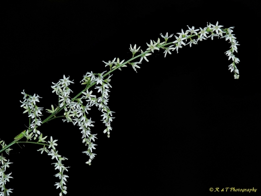 {Stenanthium gramineum}